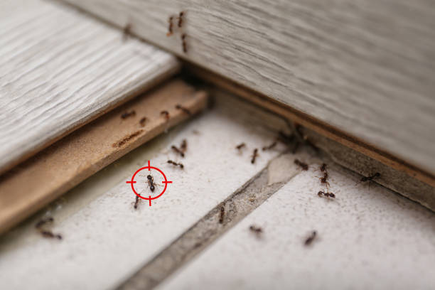 Best Local Pest Control Services  in Duchesne, UT