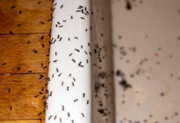 Best Affordable Pest Control Services  in Duchesne, UT