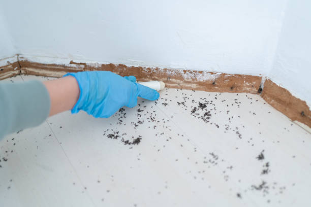 Best Ant Control Services  in Duchesne, UT